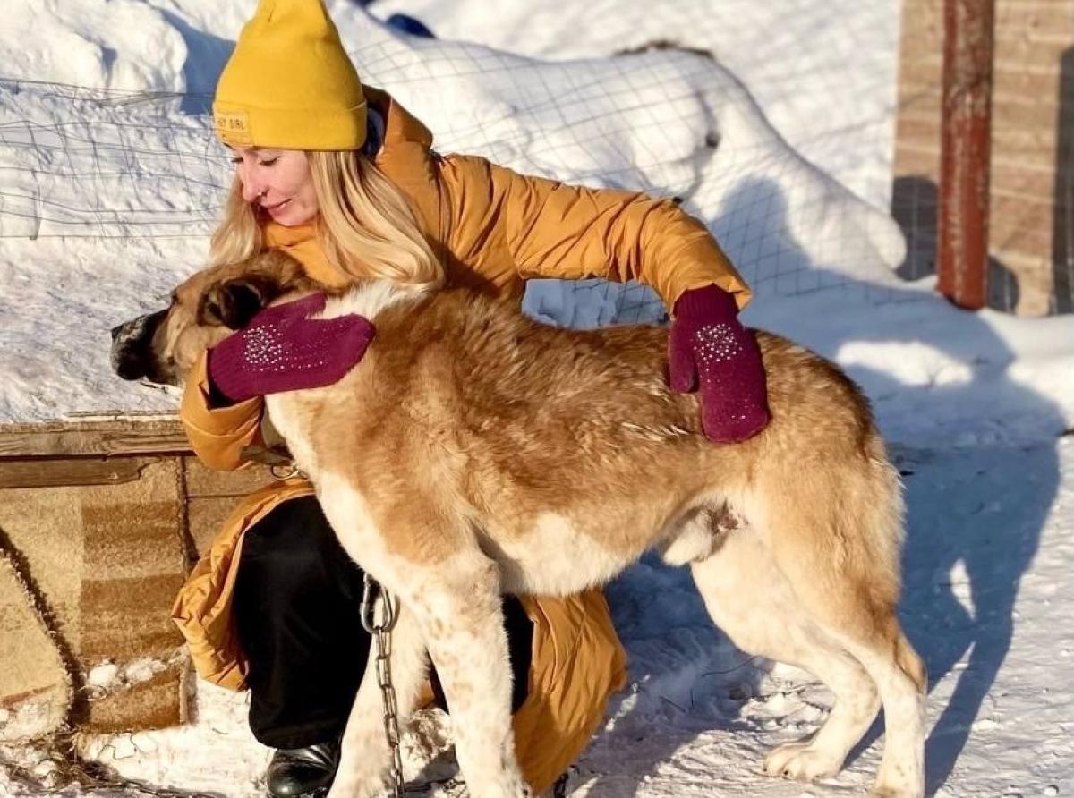 Сибирячка фотографировала собак и искала им новый дом